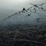 A photorealistic close-up of a mist net trapping small migratory birds in a Mediterranean shrubland at dawn, with blurred silhouettes of poachers in the background. The scene is grim but detailed, sho